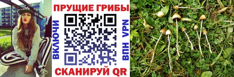 Галлюциногенные грибы Cubensis Пыть-Ях